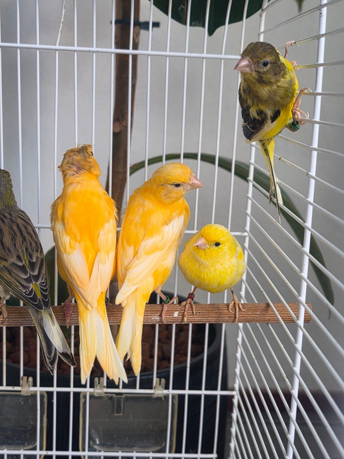 Een kanarie kost 15 euro per stuk.