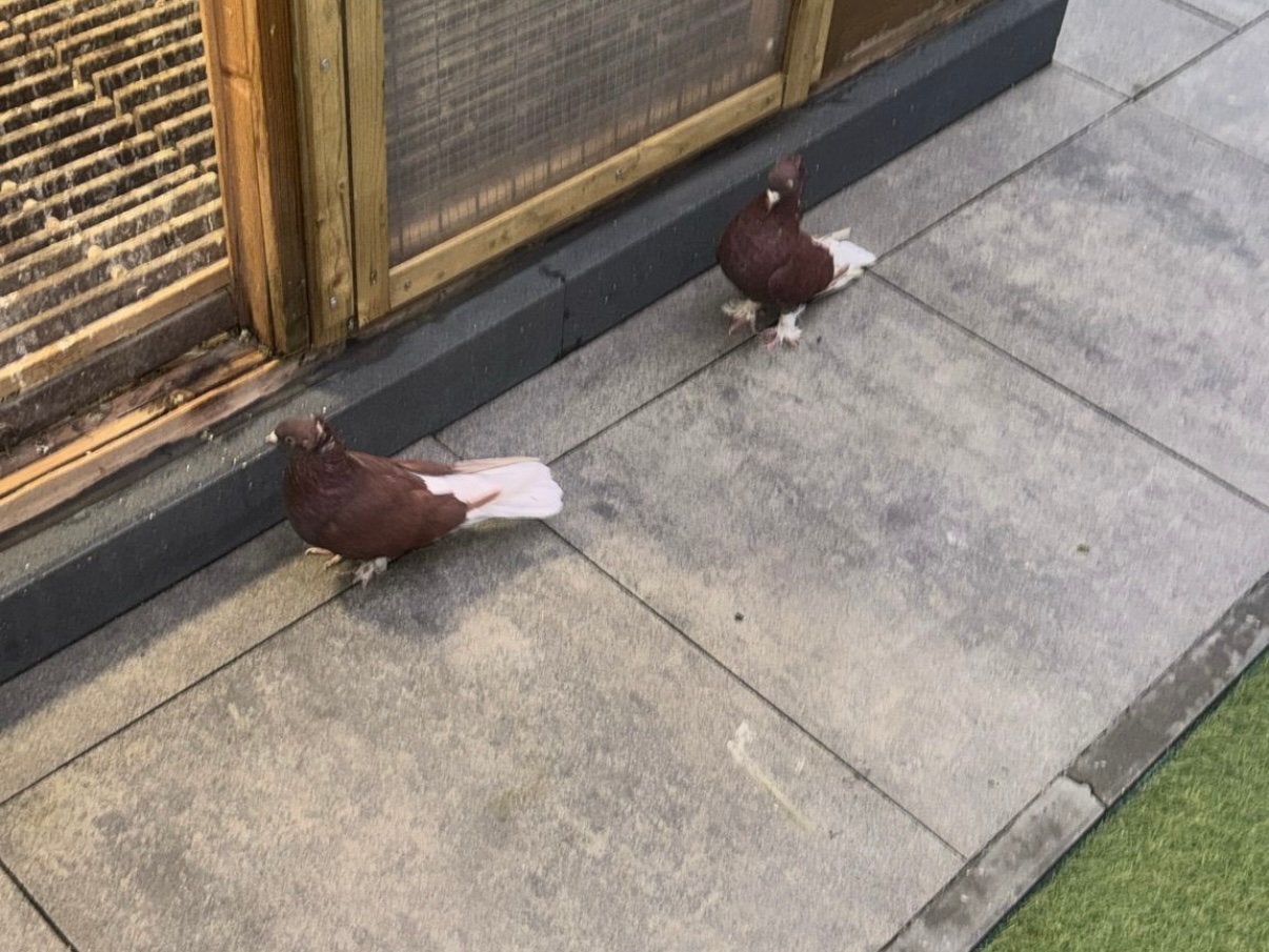 Takla Sarabi koppel, Meerdere dieren