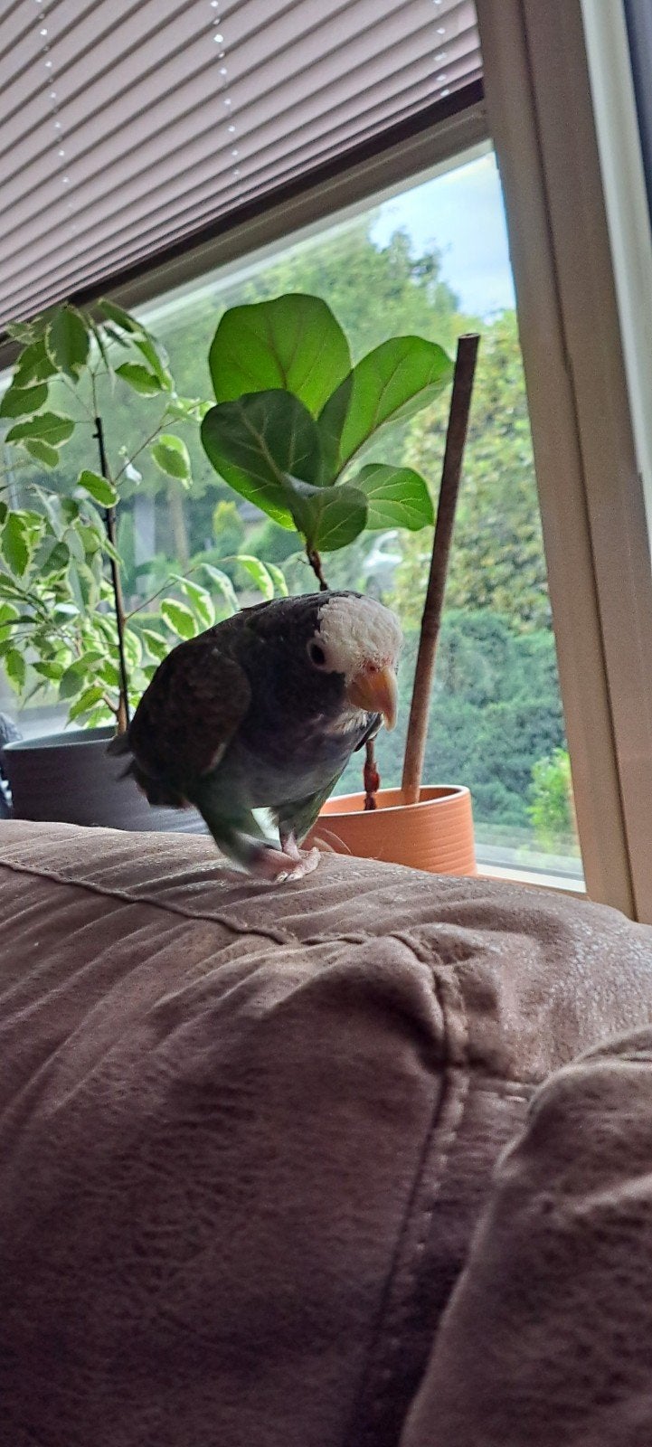 Gezocht pionus senilis man, Mannelijk, Parkiet, Geringd