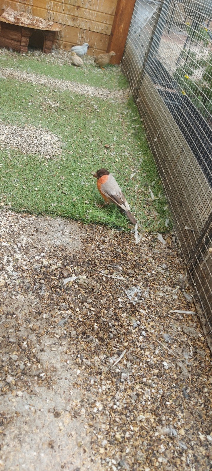 goudvink man 2021, Mannelijk, Wildzangvogel