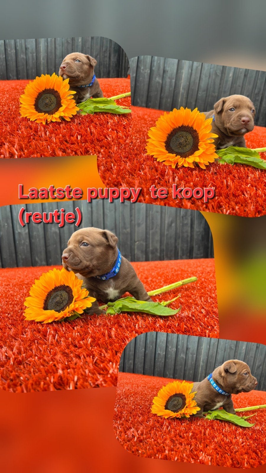 NOG 1 REUTJE TE KOOP!! Pocket bully/teckel puppy, Dieren en Toebehoren, Honden | Niet-rashonden, 8 tot 15 weken, Meerdere, Meerdere dieren