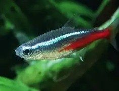 neon tetra €1,50, Dieren en Toebehoren, Vis, Zoetwatervis