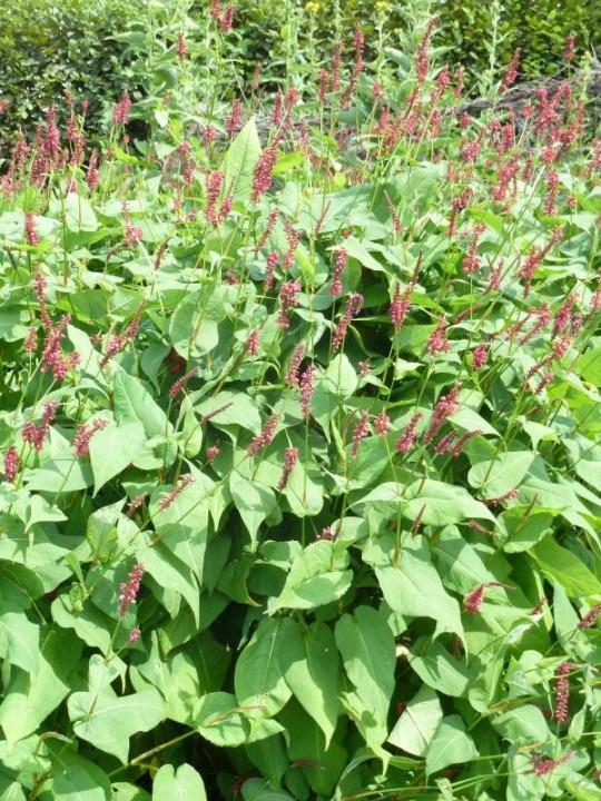 Planten Rodgersia, Acanthus, Verbena, Persicaria., Tuin en Terras, Ophalen, Vaste plant, Overige soorten, Halfschaduw