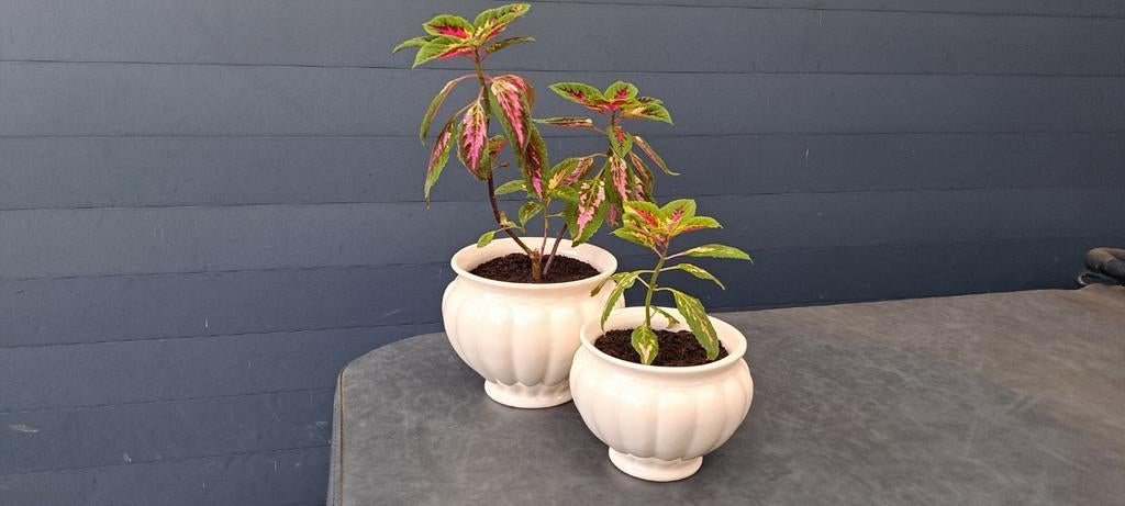 Coleus planten (siernetel), stenen pot,  gekleurde bladeren., Ophalen, Overige soorten, Halfschaduw