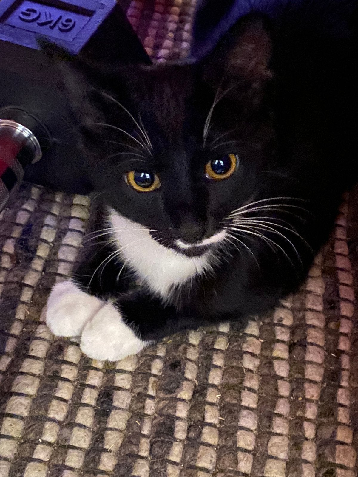 Kittens kat poes zwart wit, Poes