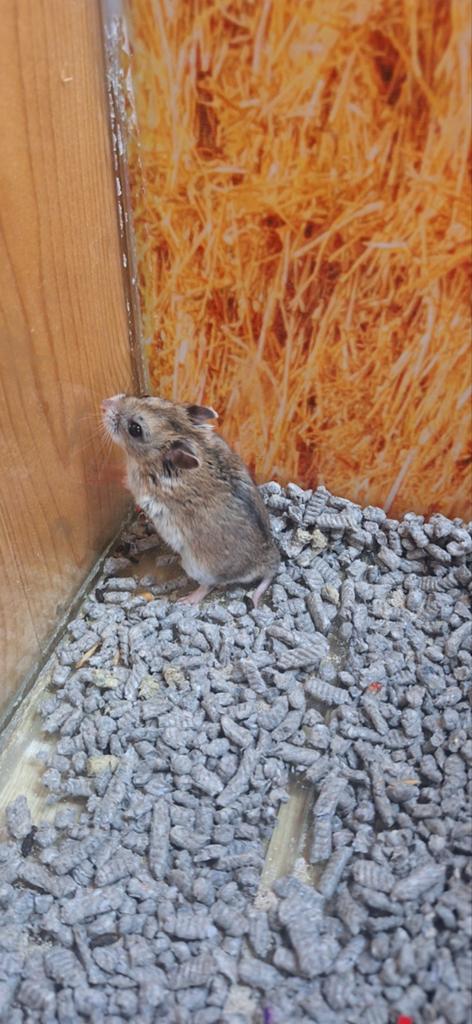 Chinese hamster man, Dieren en Toebehoren, Knaagdieren, April, Mannelijk, Hamster