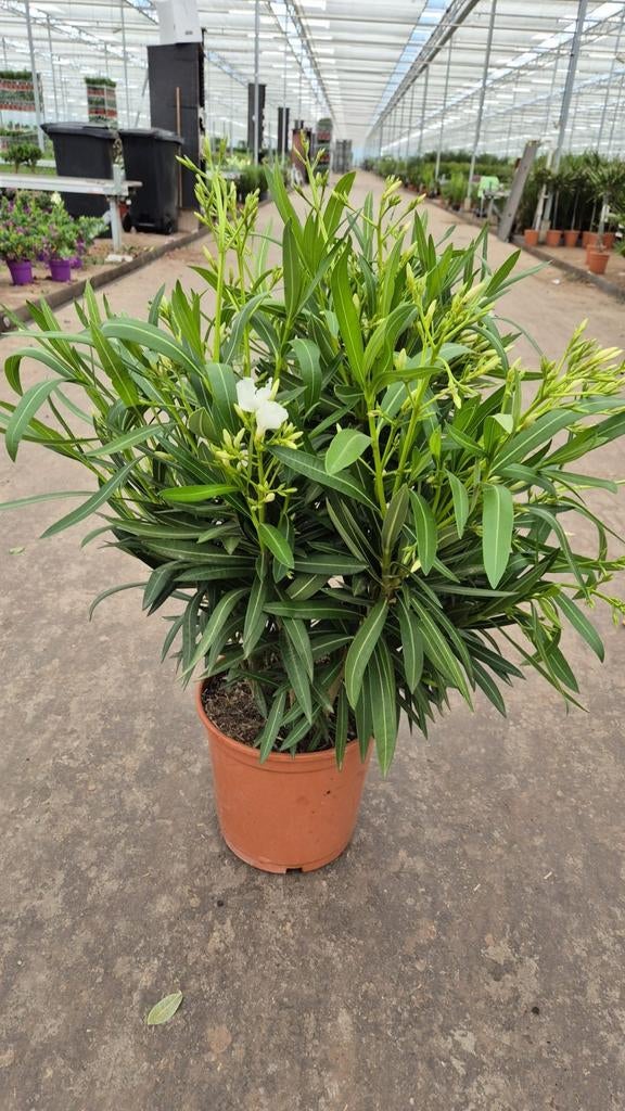 Oleander in de kleuren: wit geel roze rood, Ophalen, Overige soorten, Volle zon