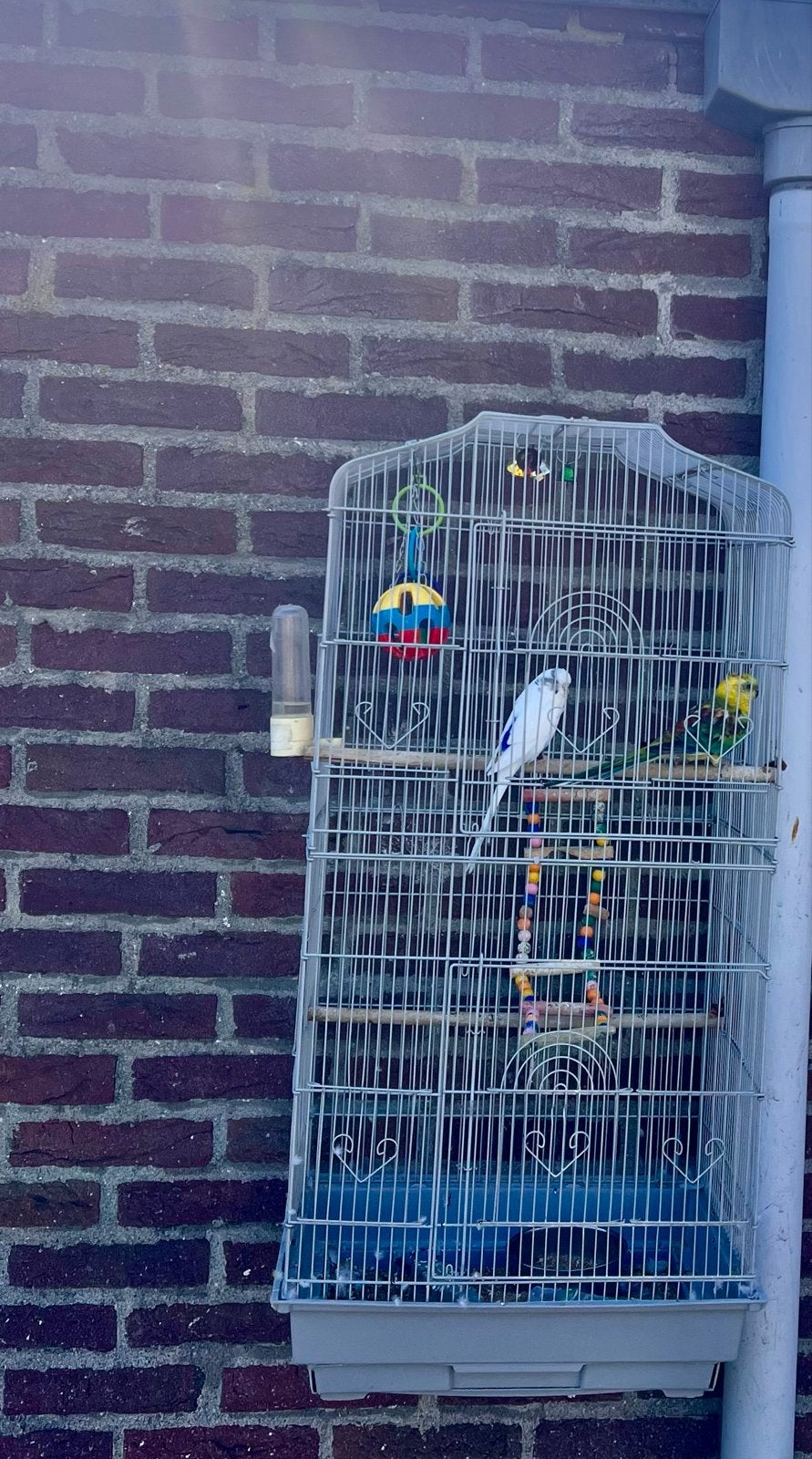 Parkieten met een grote kooi, Dieren en Toebehoren
