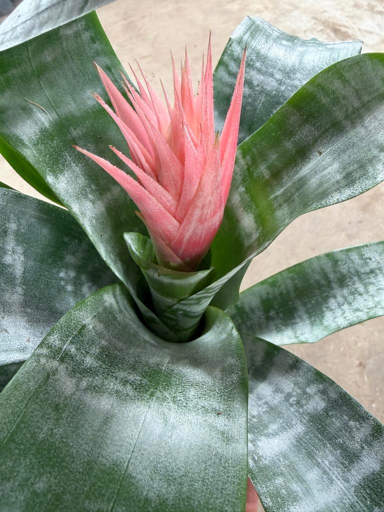 Aechmea fasciata - Roze Bromelia in 15 cm pot, Huis en Inrichting, Kamerplanten, Overige soorten, In pot, Minder dan 100 cm, Bloeiende kamerplant