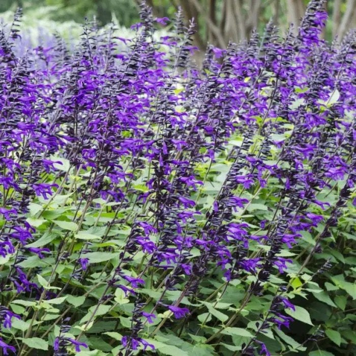 Salvia amistad in een 15 liter pot grote planten., Tuin en Terras, Planten | Tuinplanten, Volle zon, Vaste plant, Zomer, Ophalen