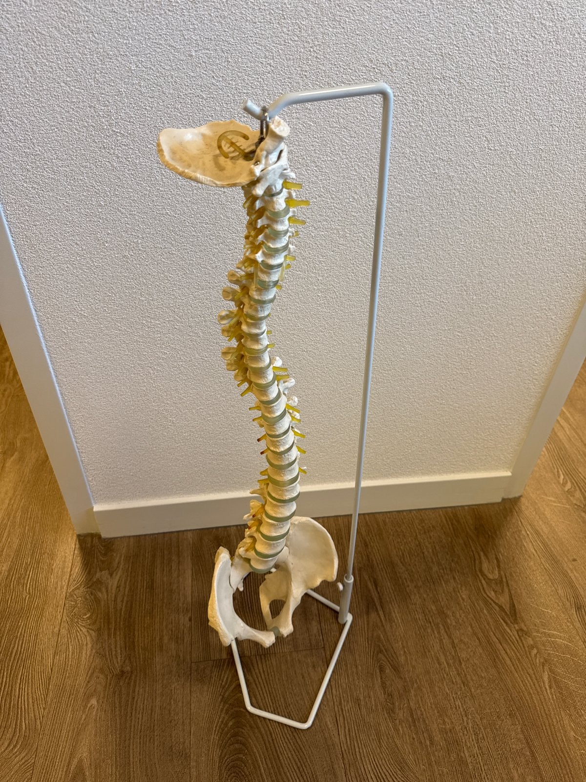 Anatomisch model van de menselijke wervelkolom, Ophalen of Verzenden, Gebruikt