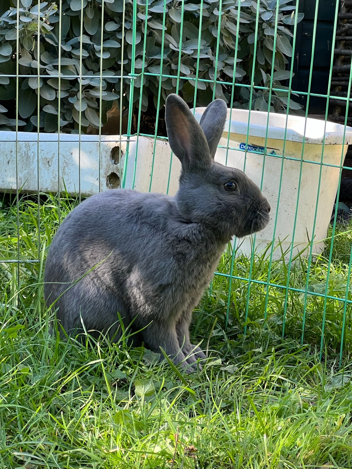 konijn mannetje / beautiful grey male rabbit, Dieren en Toebehoren, Mannelijk, Middelgroot, 0 tot 2 jaar