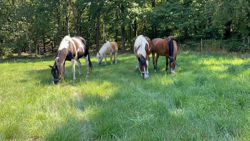 GEZOCHT: PAARDEN- & DIERENLIEFHEBBER / BIJRIJDER, Verzorging of Verzorgpony's