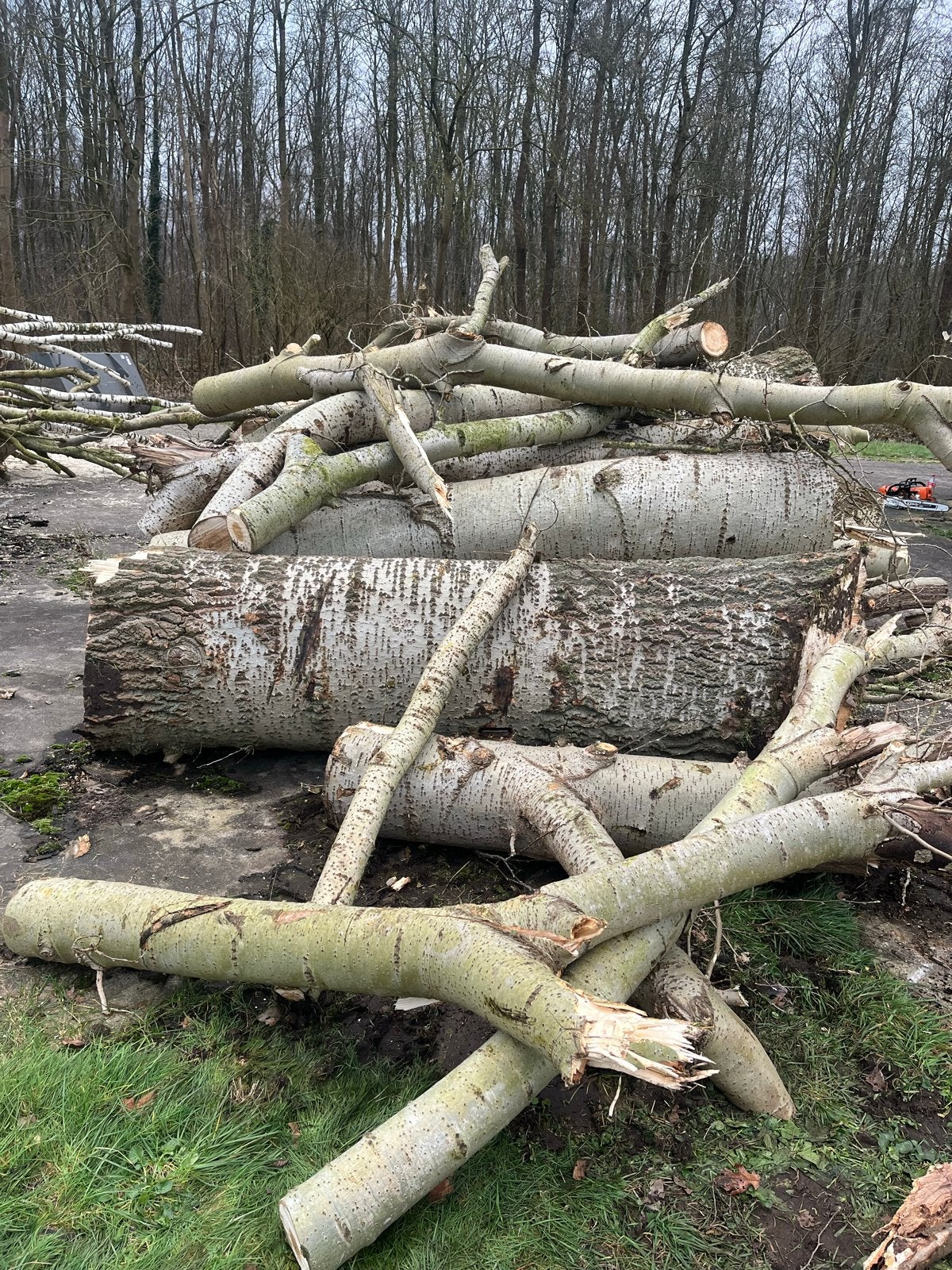 Populieren stammen, Tuin en Terras, Haardhout, 6 m³ of meer, Ophalen, Overige houtsoorten, Stammen