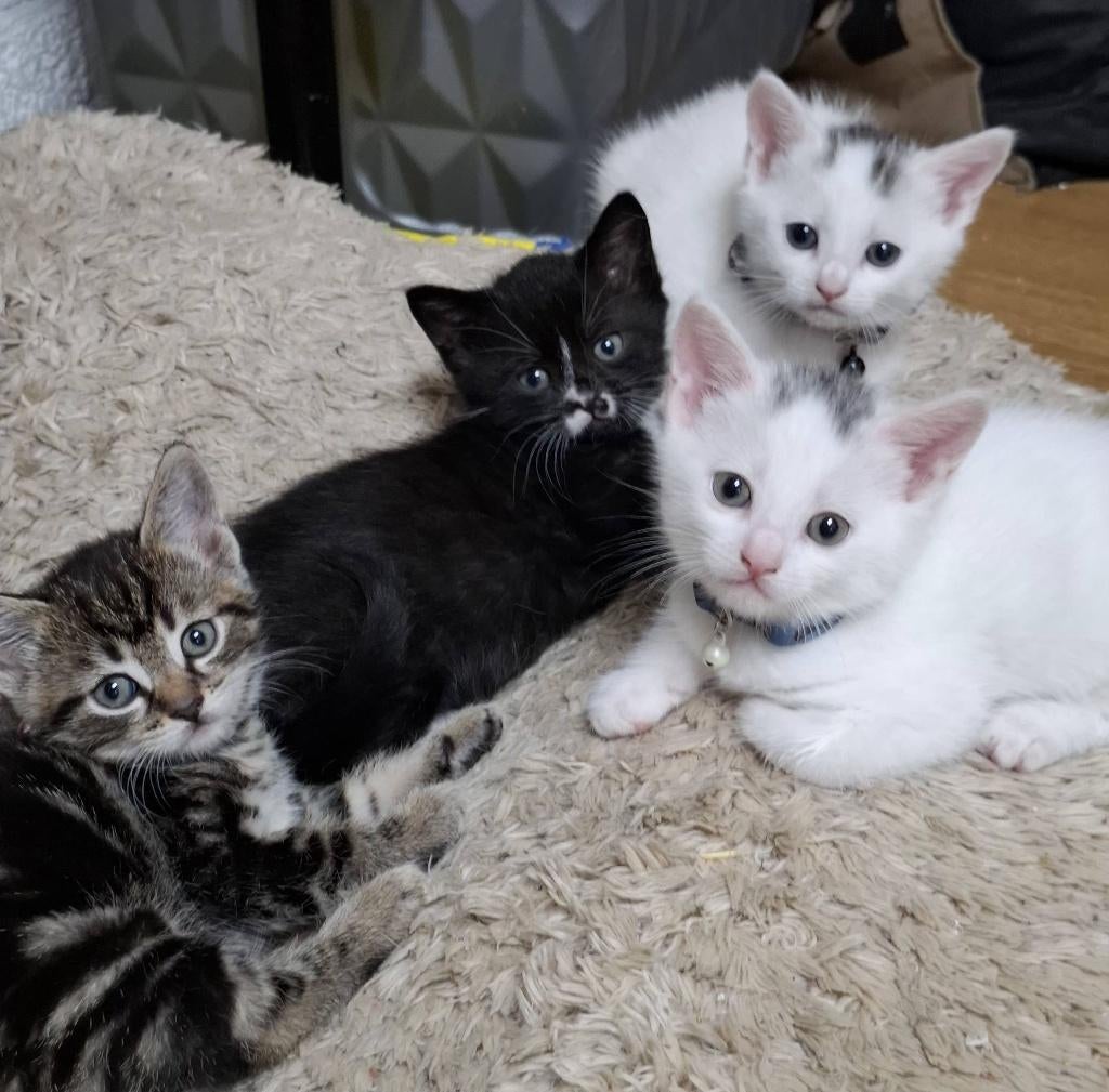 Kitten, Dieren en Toebehoren, Poes, 0 tot 2 jaar