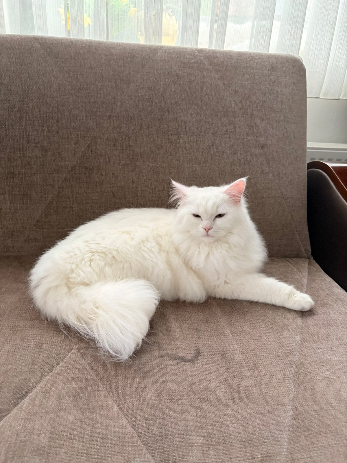 Dekkater de koop Ragdoll cherubim zonder stamboom, 0 tot 2 jaar
