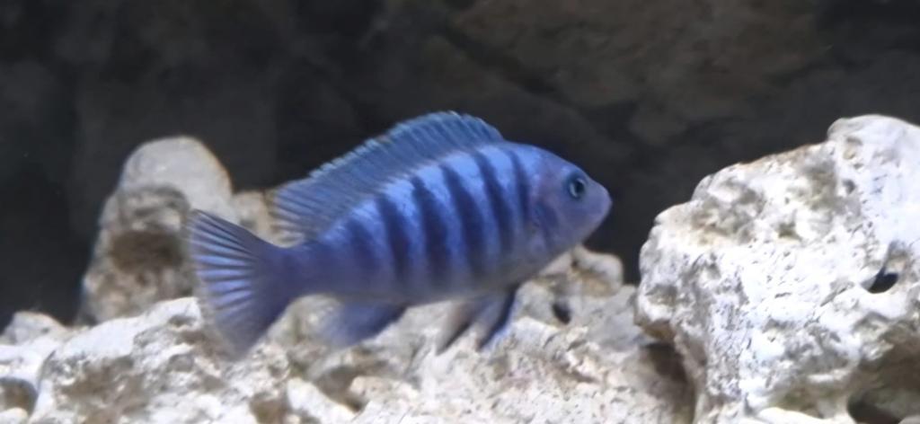 Malawi cichliden, Dieren en Toebehoren, Vissen | Aquariumvissen, Vis