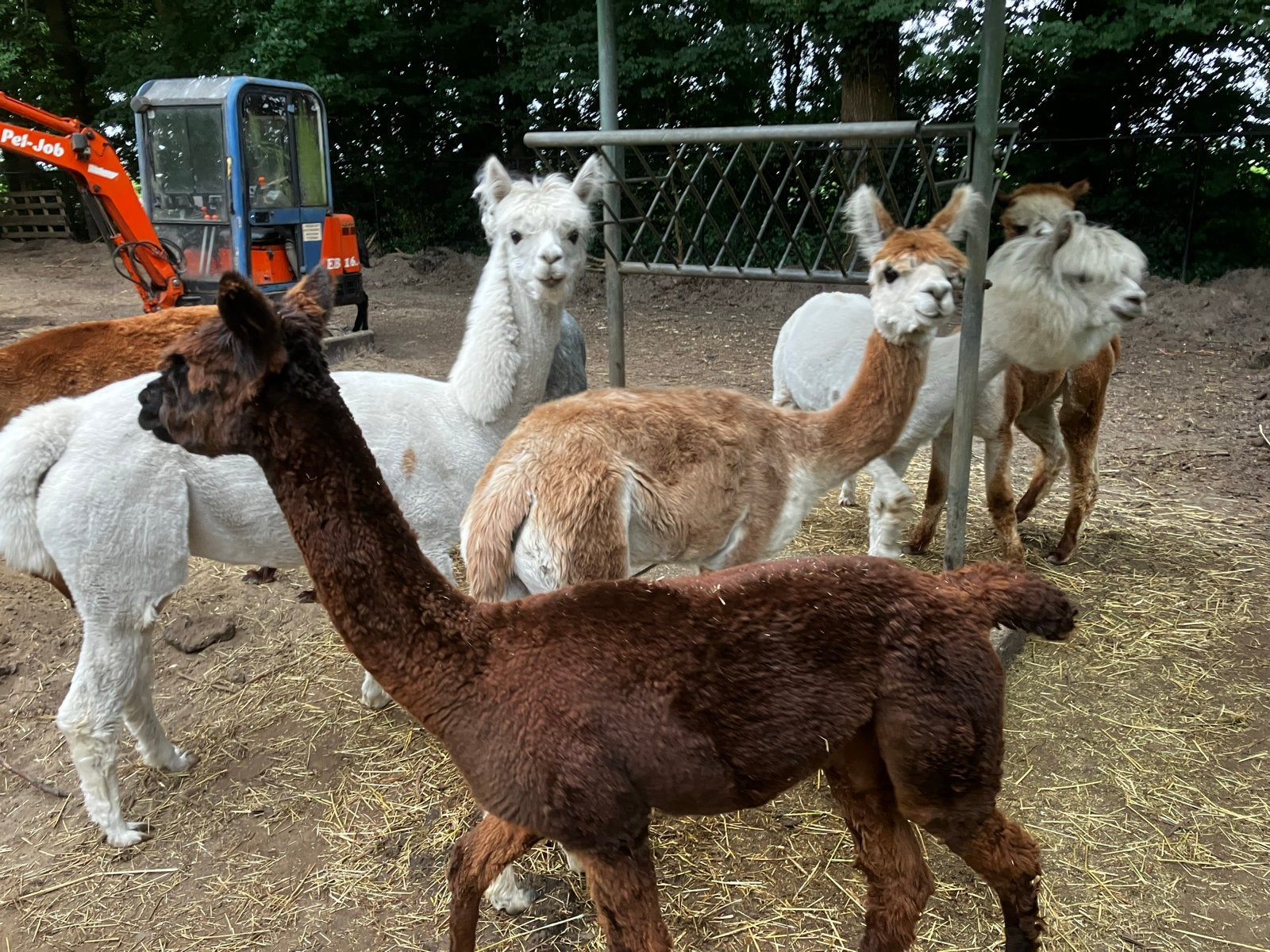 Suri merry, Dieren en Toebehoren, Overige Dieren, Juni, Vrouwelijk