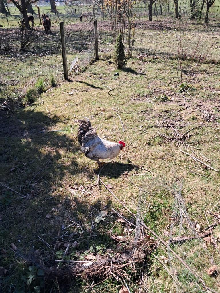Mooie grote haan, Dieren en Toebehoren, Pluimvee, Mannelijk, Kip