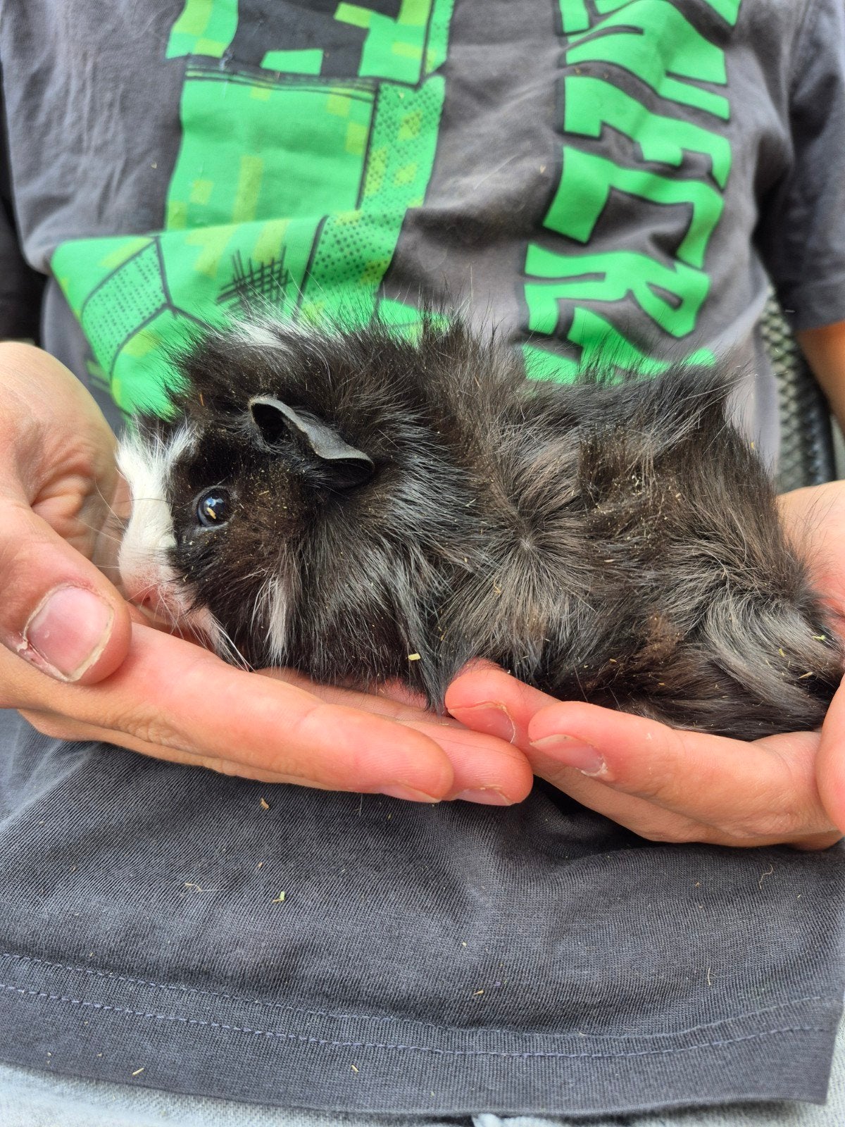 beertje 1-8, Dieren en Toebehoren, Cavia, Augustus, Mannelijk, Tam