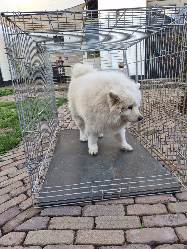 bench hond, Ophalen of Verzenden, Gebruikt
