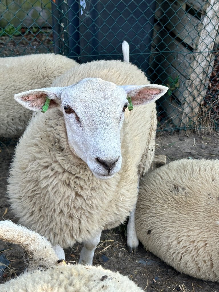 Te koop Swifter rammen en clun forest X swifter ram, Dieren en Toebehoren, Mannelijk, Schaap, 0 tot 2 jaar