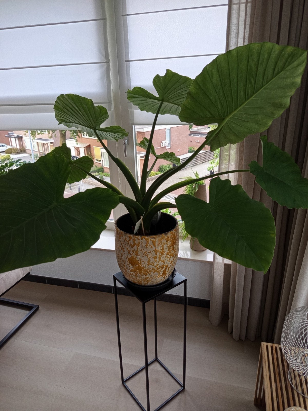 Alocasia olifantsoor, Ophalen of Verzenden