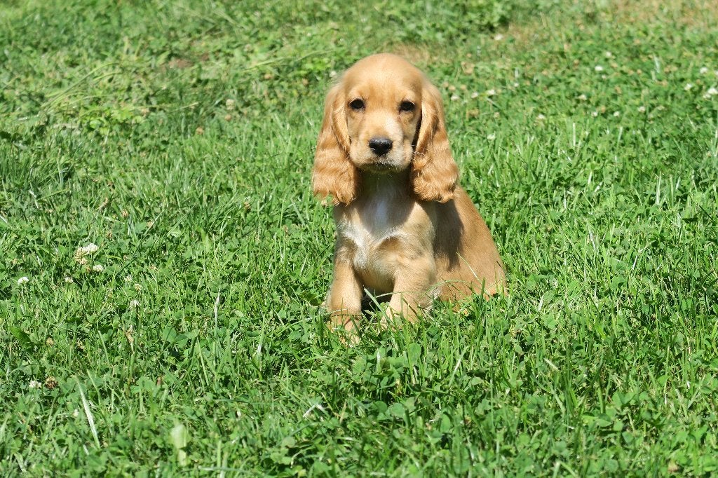 Knappe Engelse Cocker Spaniel pup reutje, Dieren en Toebehoren, Parvo, Nederland, Reu, 8 tot 15 weken