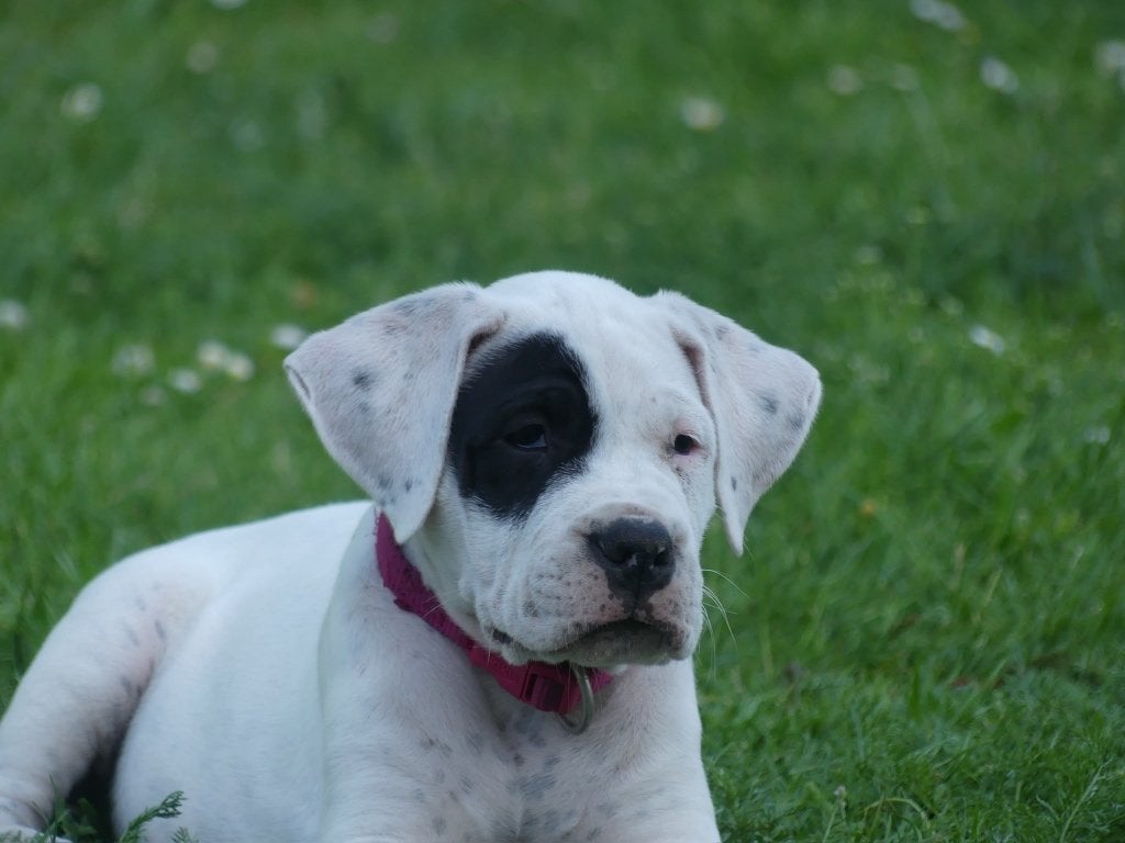 Dogo Argentino Welpe „Brujita“, Dieren en Toebehoren, Fokker | Hobbymatig, Overige rassen, 8 tot 15 weken, Buitenland
