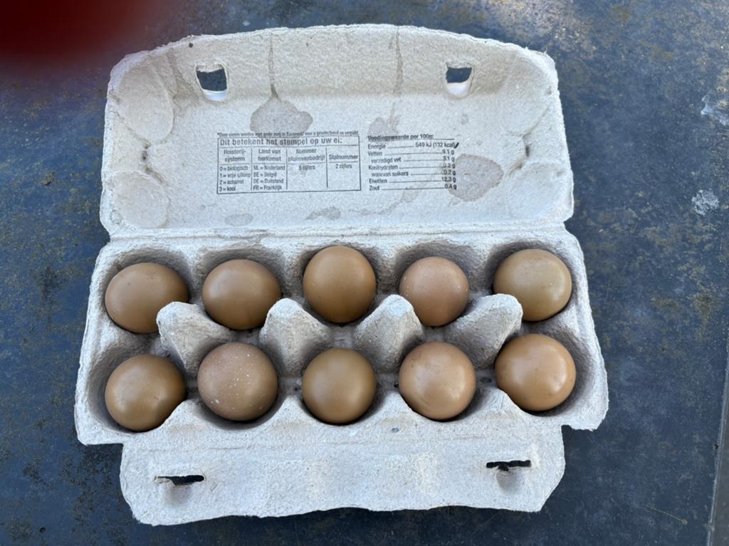 Broedeieren bosfazant, Dieren en Toebehoren, Geslacht onbekend, Kip