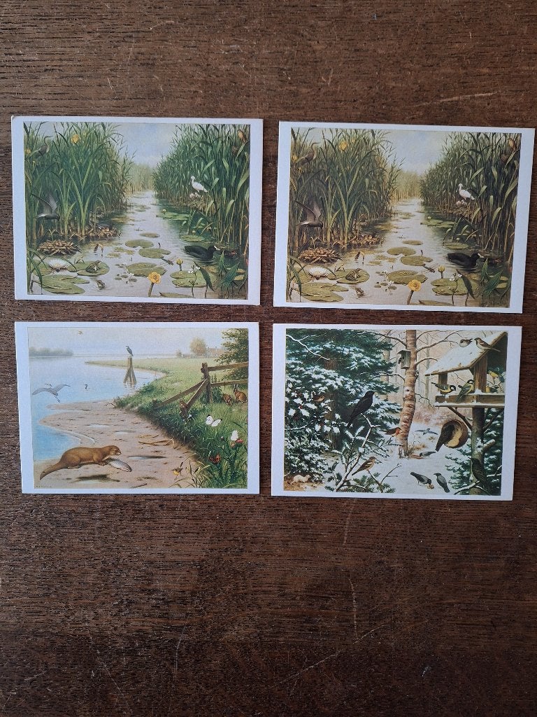 4 ansichtkaarten natuur, M.A. Koekoek (1981), Verzamelen, Ophalen of Verzenden, 1980 tot heden, Ongelopen, Overige thema's