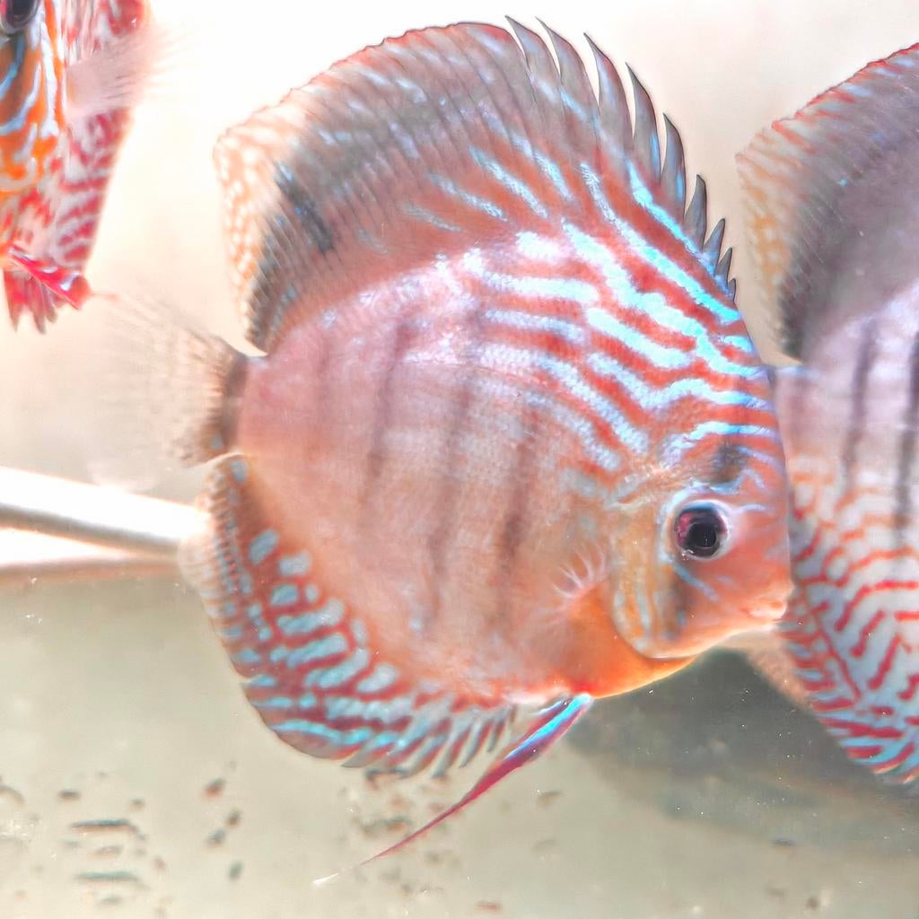 Discus red turquoise, Vis, Zoetwatervis, Schoolvis