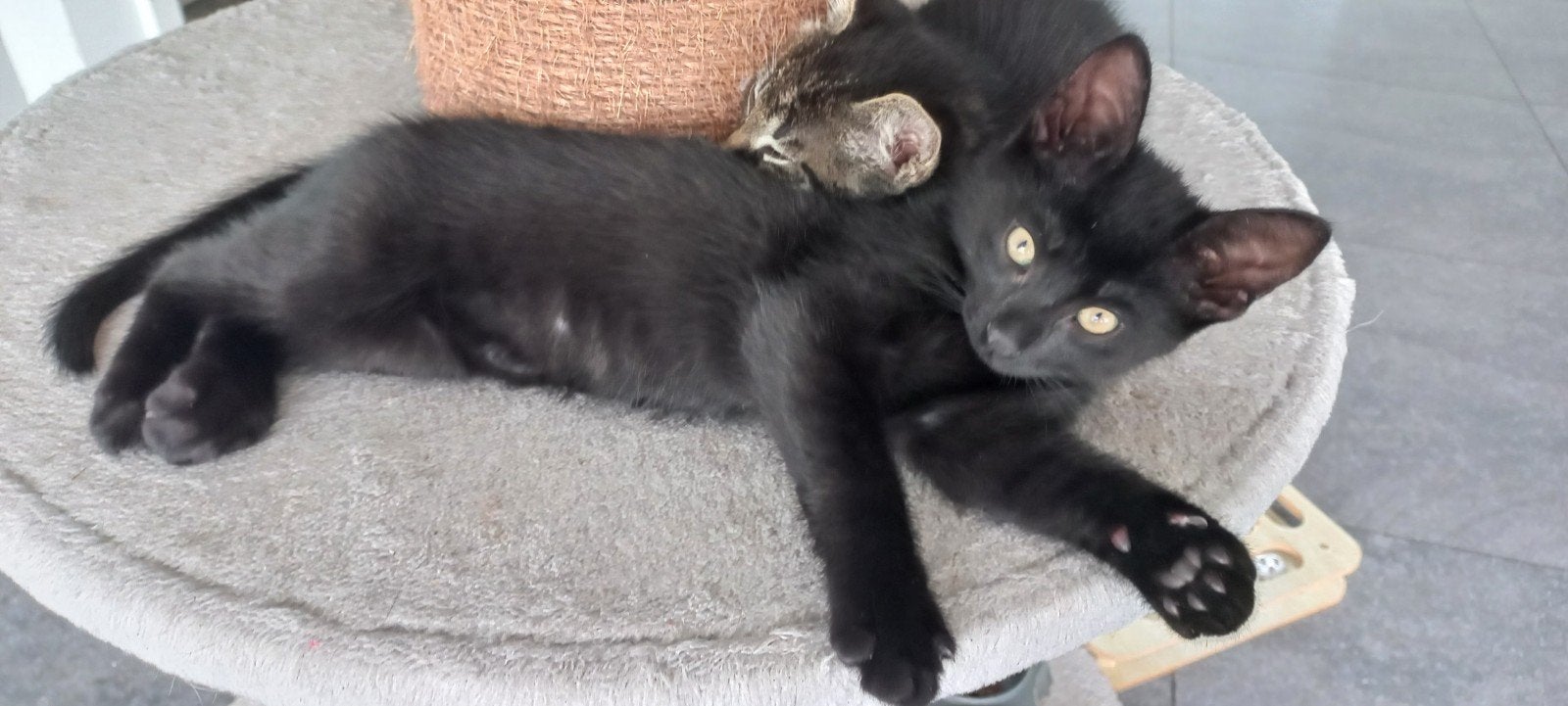 Lieve Kittens, Dieren en Toebehoren, Katten en Kittens | Overige Katten, Meerdere dieren, Kortharig, 0 tot 2 jaar