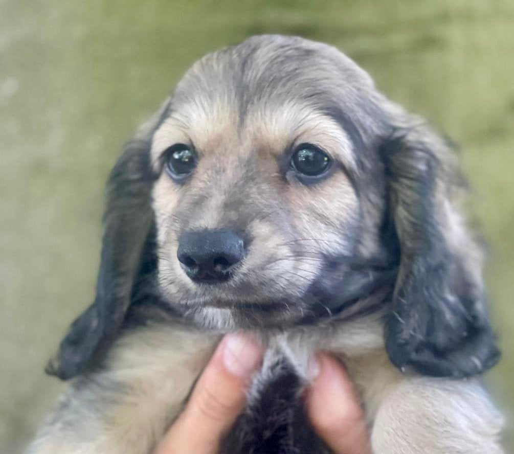 Mooi kaninchen shaded creme teckel reutje, Parvo, Reu, 8 tot 15 weken, Dwerg