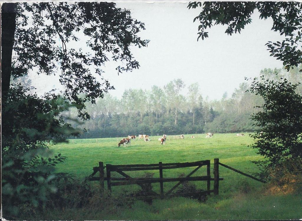 Kr1642 Gelopen ansichtkaart landelijk zelhem, Ophalen of Verzenden, 1980 tot heden, Gelopen
