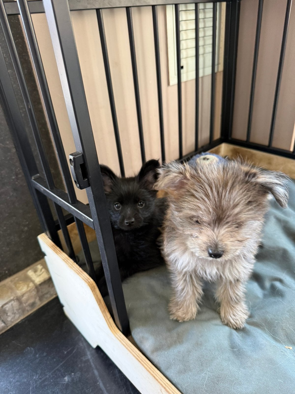 Pomeriaan/dewergkees pups, België, Particulier, Overige rassen, 8 tot 15 weken