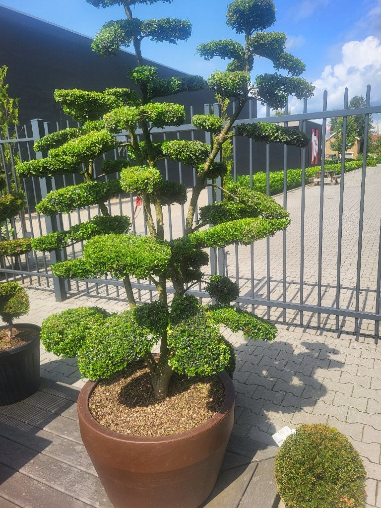 Ilex crenat."Kin Me Bonsai"maat 175-200, In pot, Halfschaduw, Lente, 100 tot 250 cm
