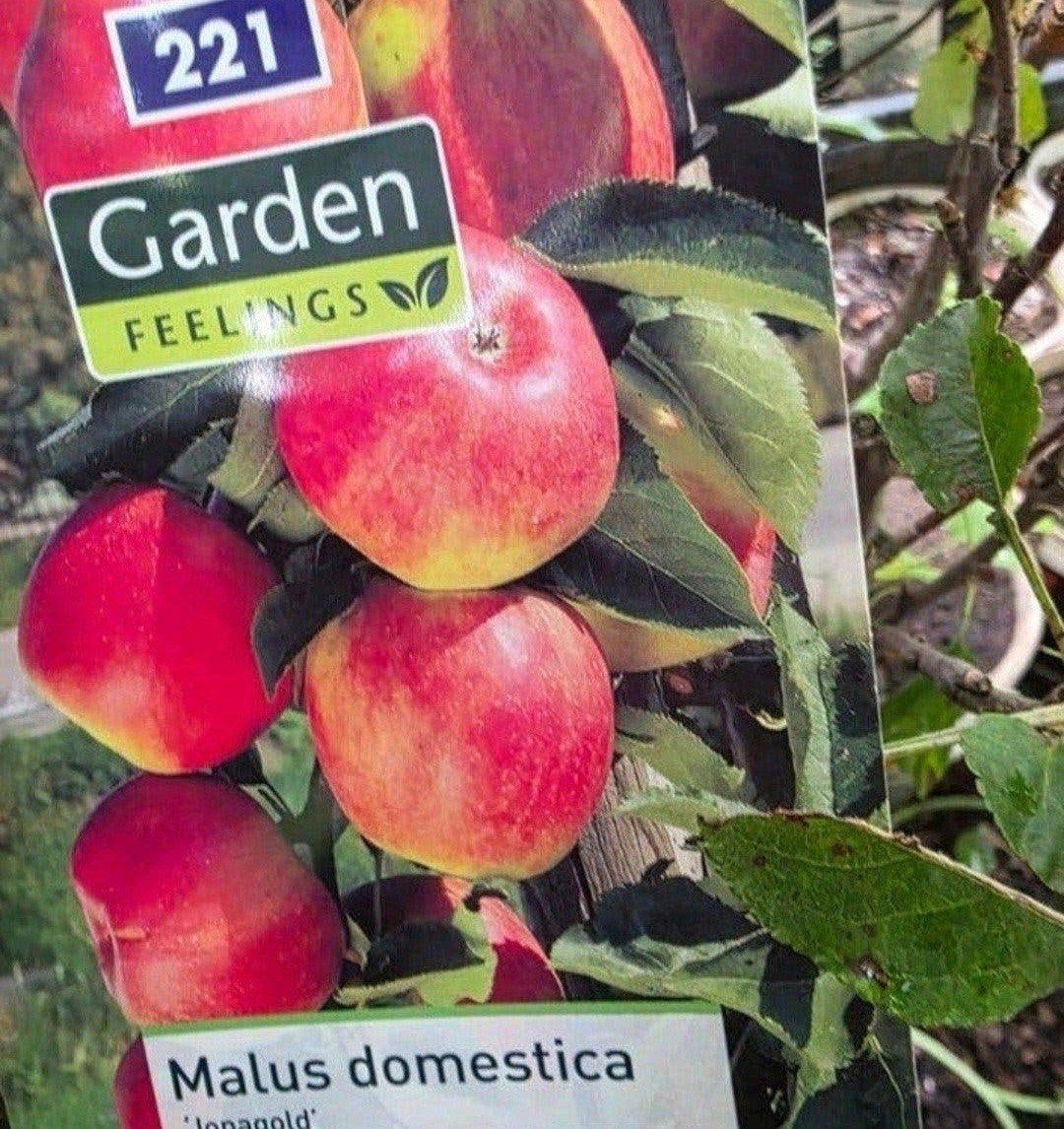Diverse fruitbomen: appel, peer, kers, vijg en meer!, Tuin en Terras, Planten | Fruitbomen, Ophalen, Lente, Volle zon, In pot