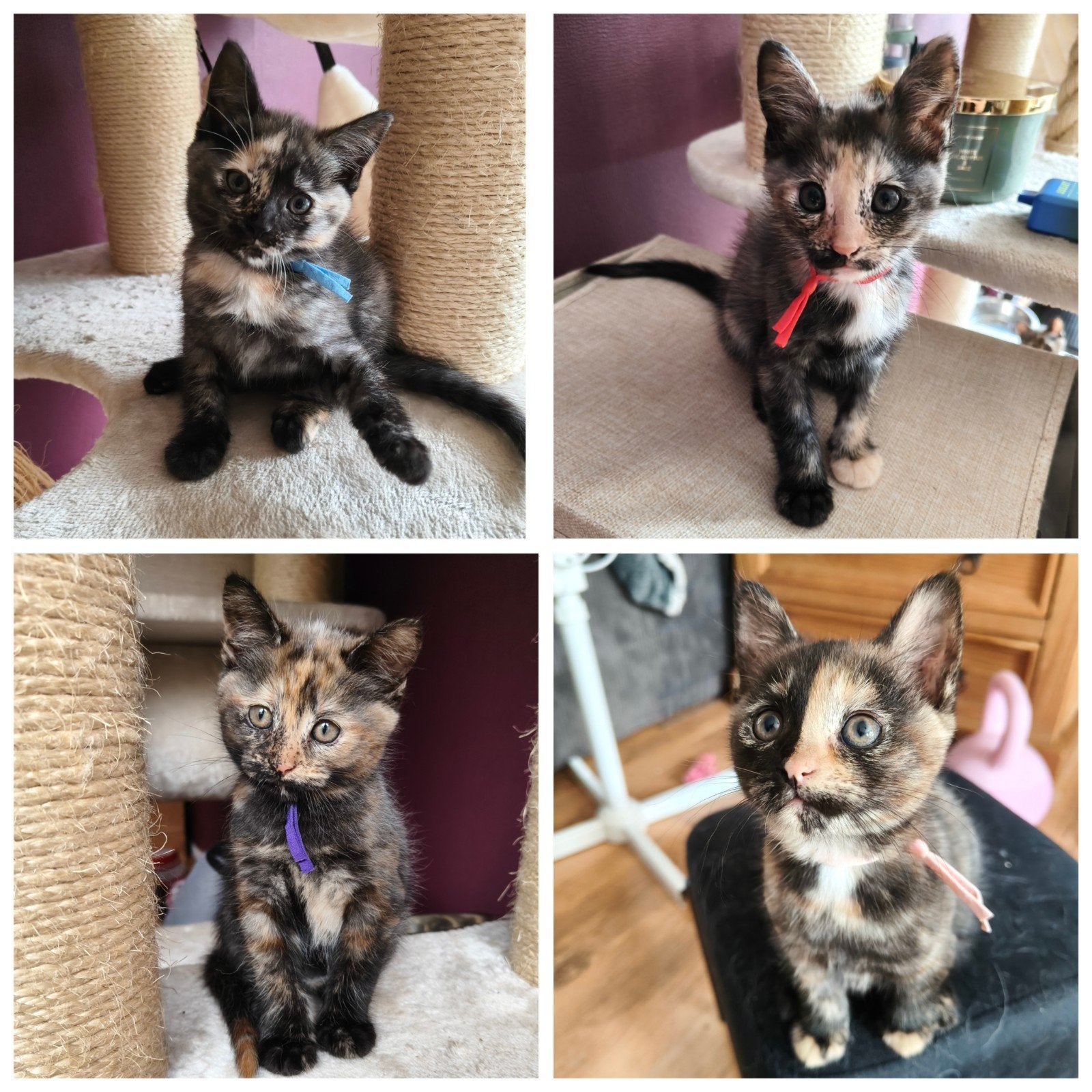 Maine Coon x kittens, Poes, Gechipt, 0 tot 2 jaar