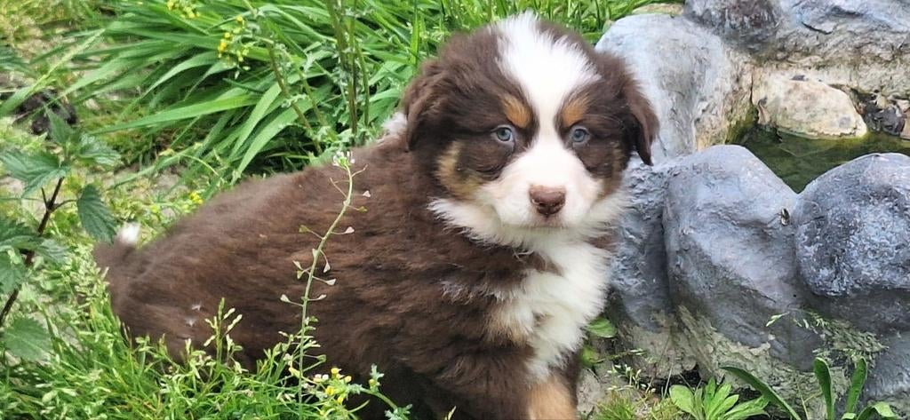 Australian Shepherd x Berner Sennen x Golden retriever pups, Nederland, Meerdere, Meerdere dieren, Fokker | Professioneel