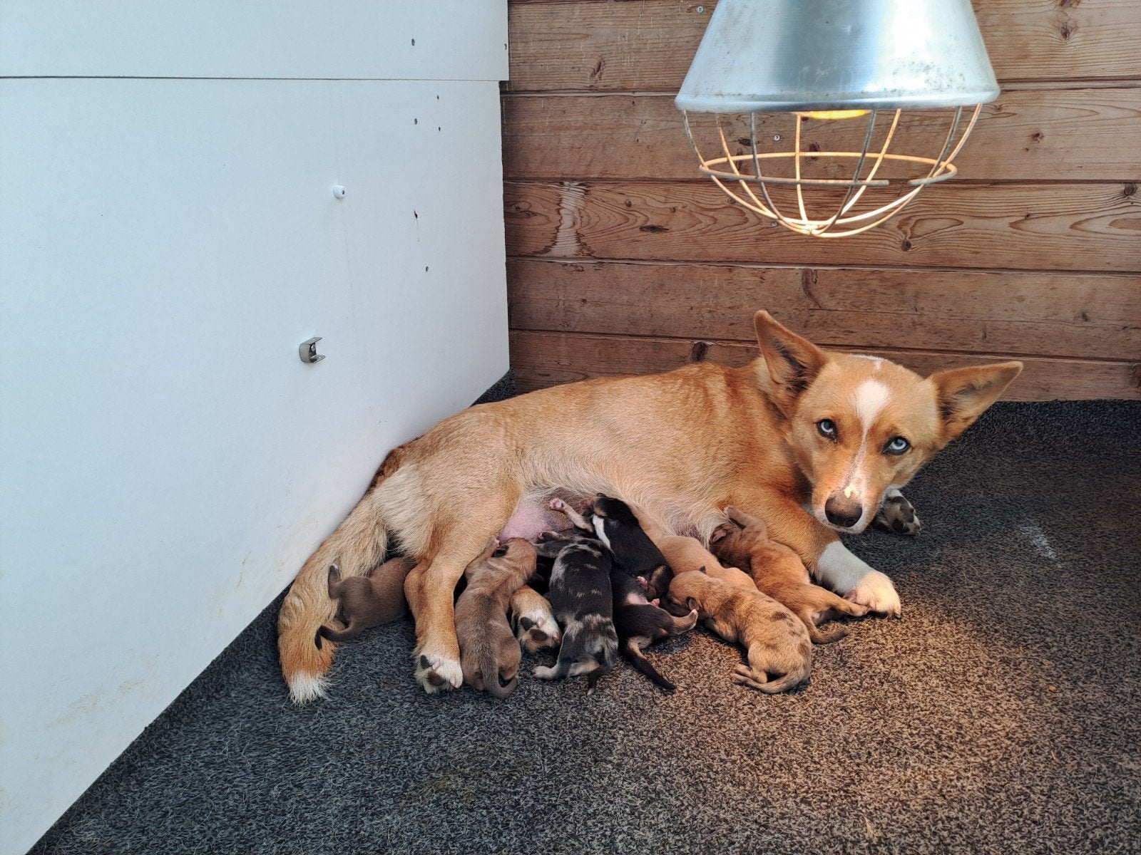 Corgi kruising puppy's, Jack Russell Terriër, 8 tot 15 weken, Meerdere, Meerdere dieren