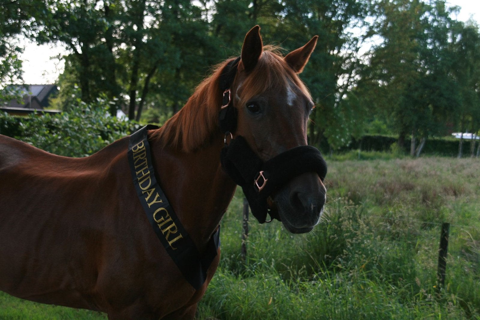 Lieve betrouwbare D-pony, Dieren en Toebehoren, Paarden, Merrie, Minder dan 160 cm, B, 11 jaar of ouder