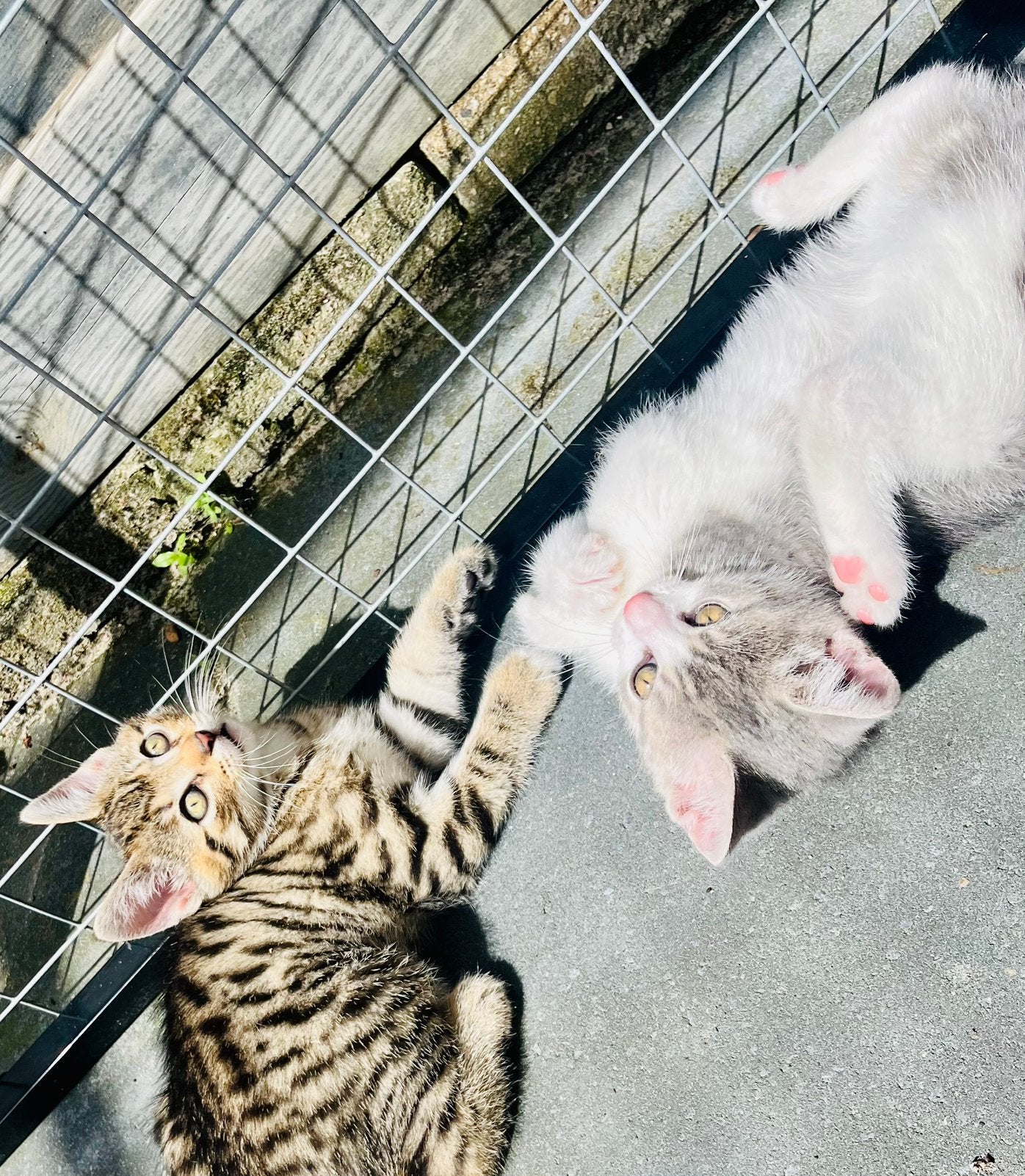 Britse korthaar x Bengaal (poesje), Poes, Ingeënt