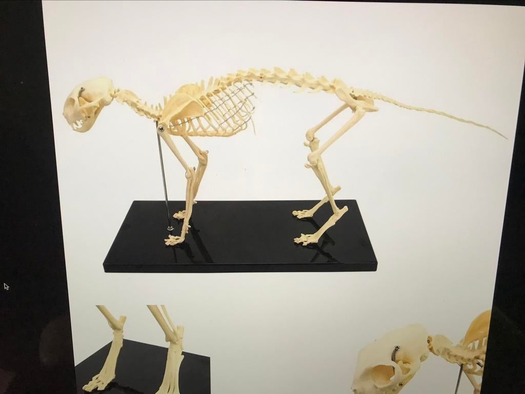 ANATOMIE MODEL SKELET KAT, nieuw, Ophalen of Verzenden, Nieuw