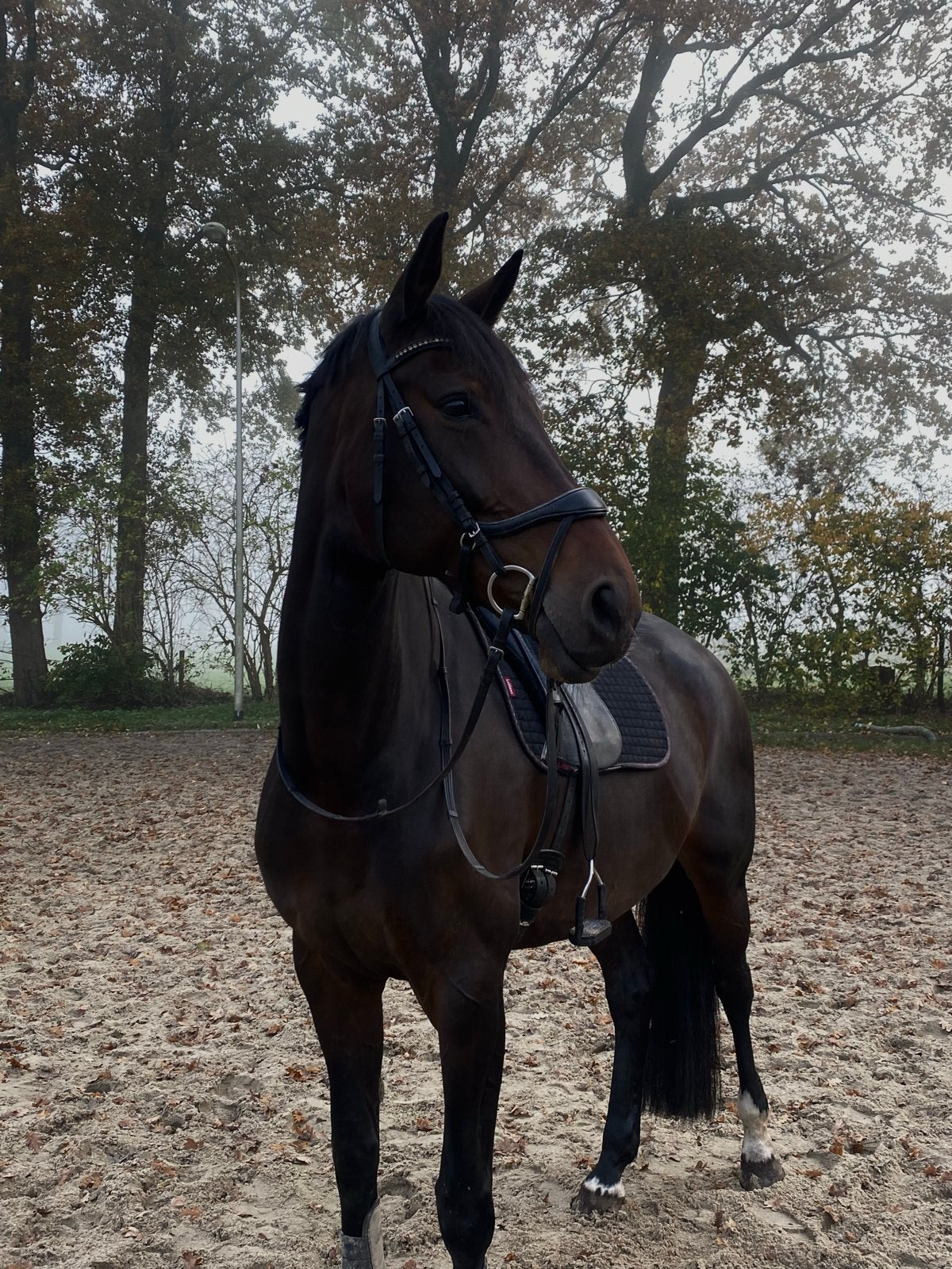 Knappe allrounder, Dieren en Toebehoren, Merrie, Met stamboom, Dressuurpaard, 170 tot 175 cm