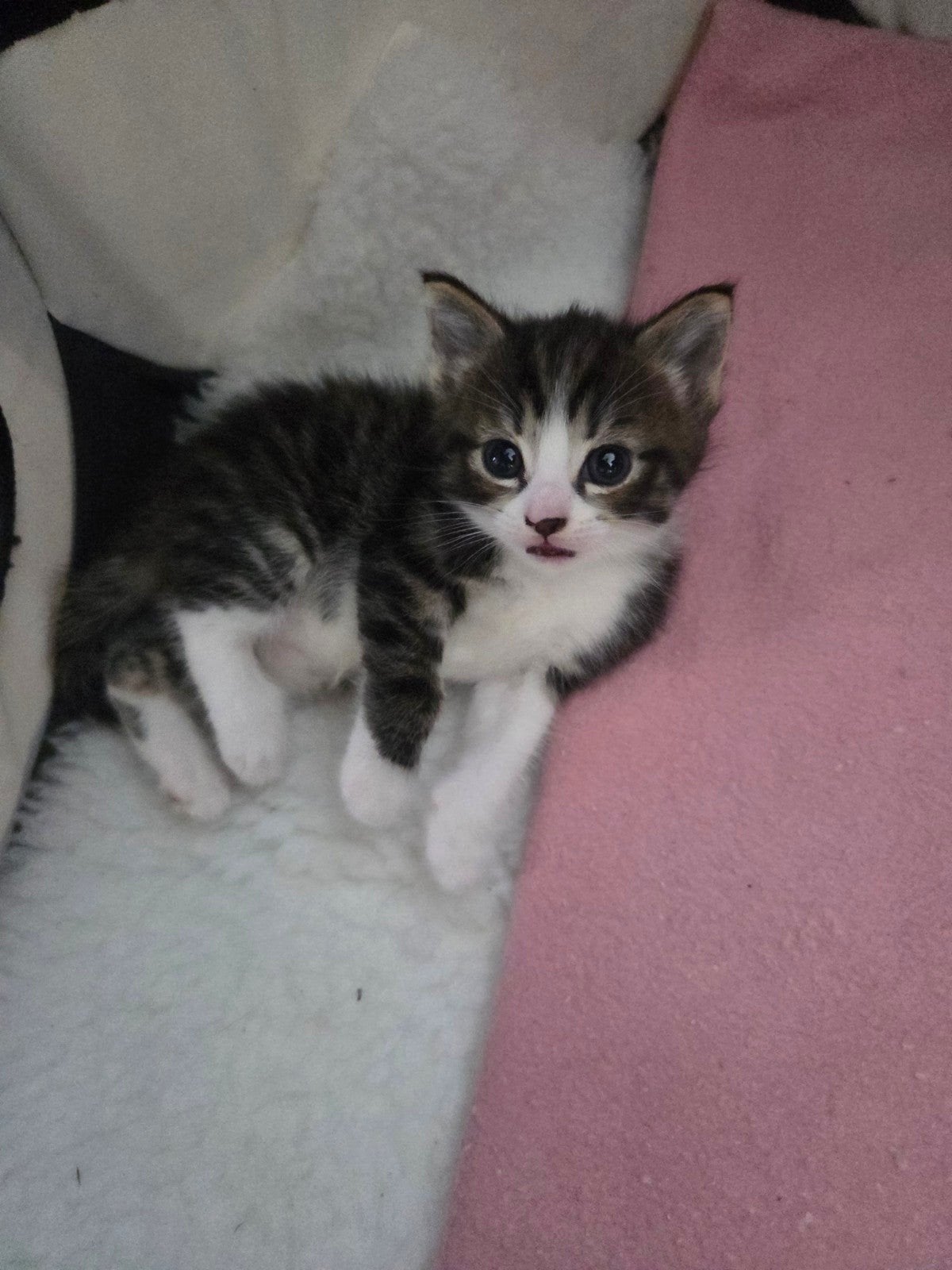 ragdoll kittens, Meerdere dieren, Ontwormd, 0 tot 2 jaar