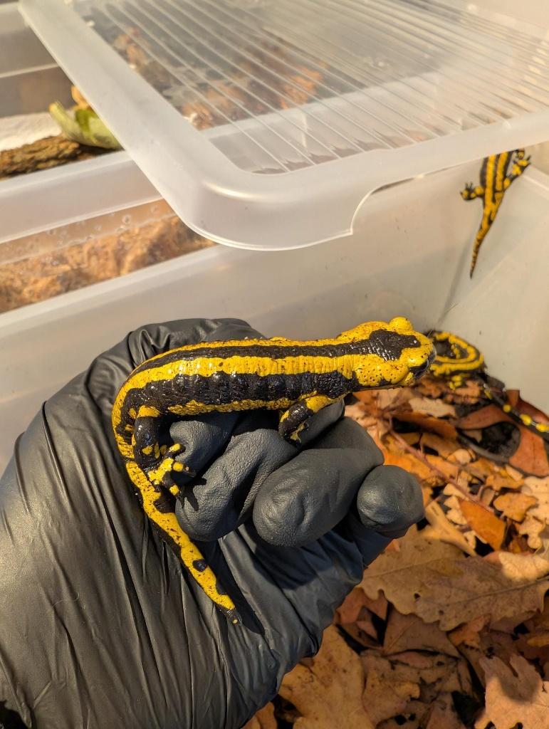 Vuursalamanders, Dieren en Toebehoren, Amfibie, 0 tot 2 jaar