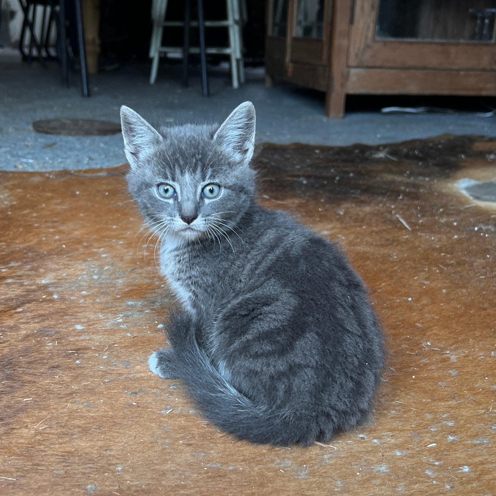 Prachtige blauwe kittens, Poes