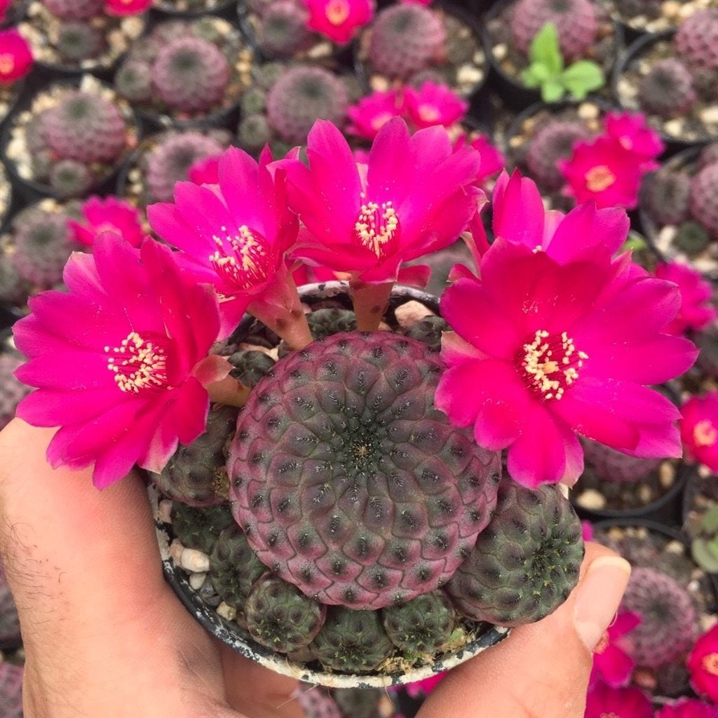 Cactus Sulcorebutia rauschii f. V iolacidermis potmaat 11 cm, Ophalen of Verzenden, Minder dan 100 cm, Bloeiende kamerplant, Volle zon