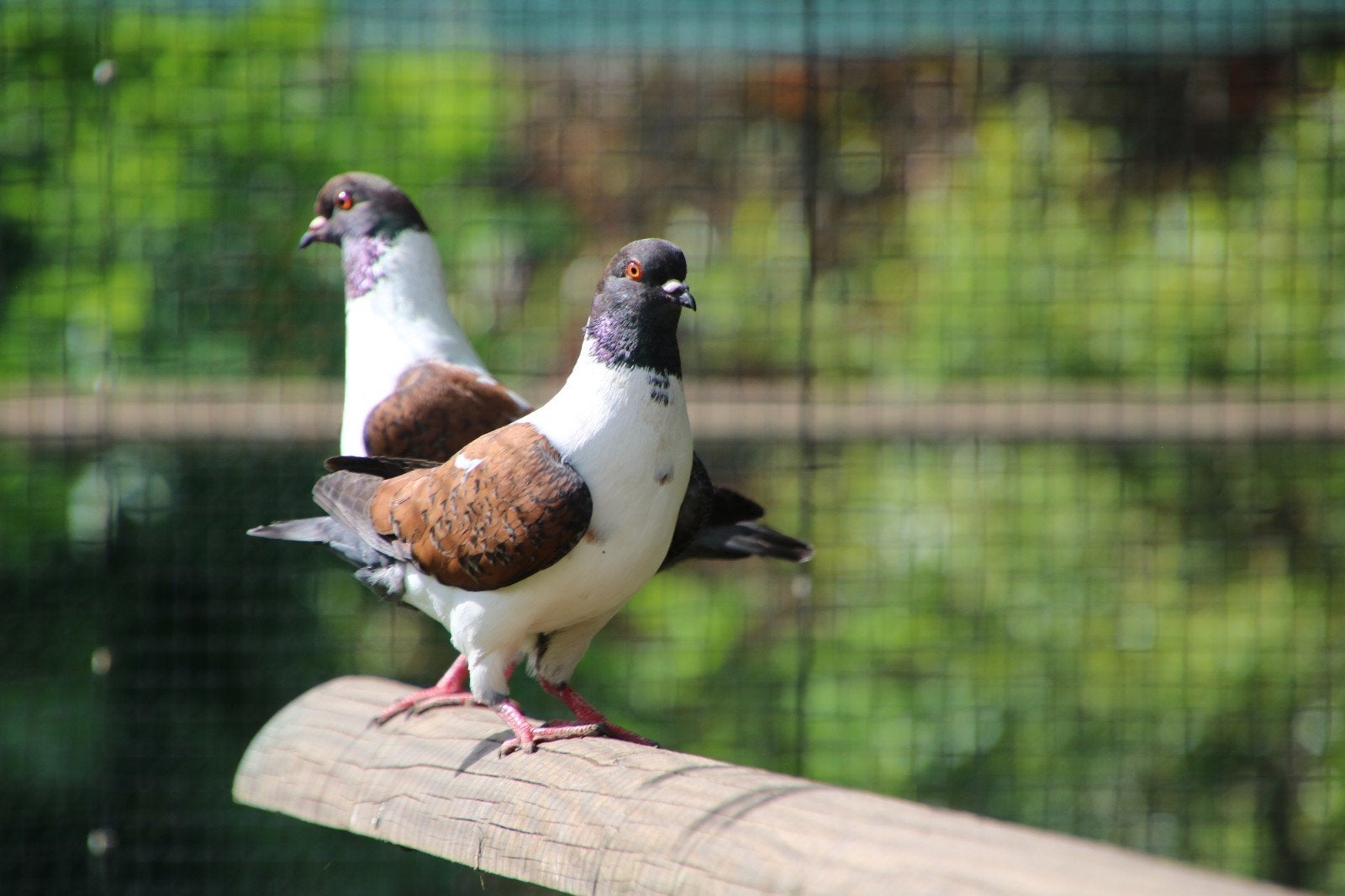 Modena gazzi, Dieren en Toebehoren, Meerdere dieren, Overige soorten